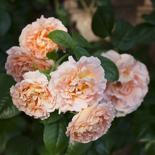 Polka - Star Roses and Plants - Image 3