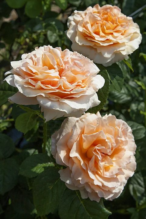 Polka - Star Roses and Plants - Image 4