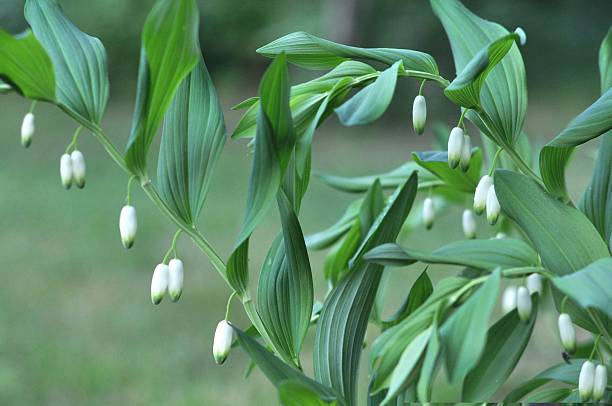 Polygonatum commutatum - Giganteum, 1 Pack - Image 2