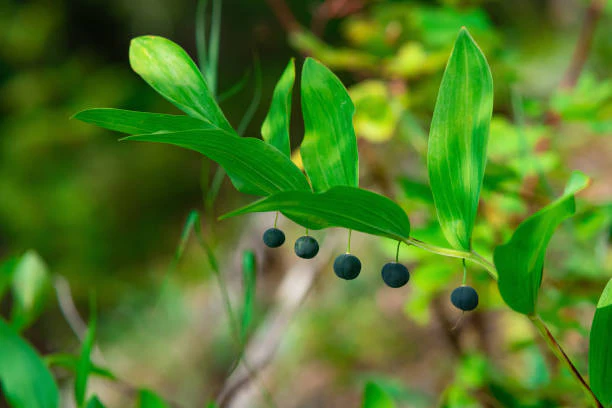 Polygonatum commutatum - Giganteum, 1 Pack - Image 3