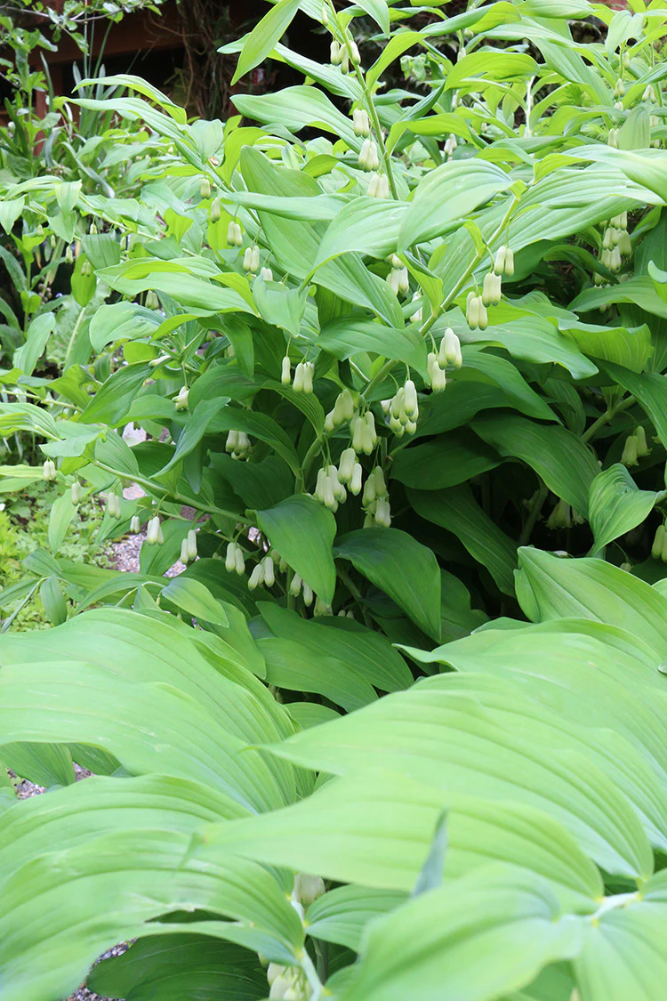 Polygonatum muliflorum, 1 Pack - Image 2
