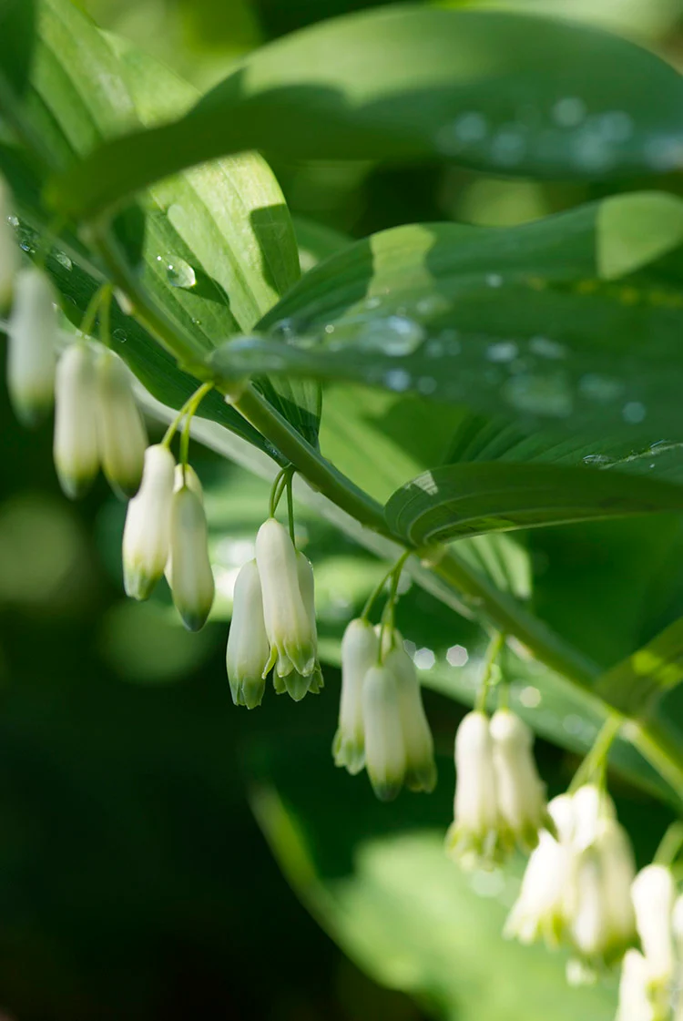 Polygonatum muliflorum, 1 Pack - Image 3