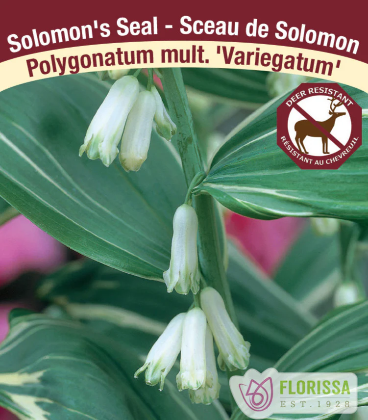 Polygonatum mulitflorum - Variegatum, 1 Pack