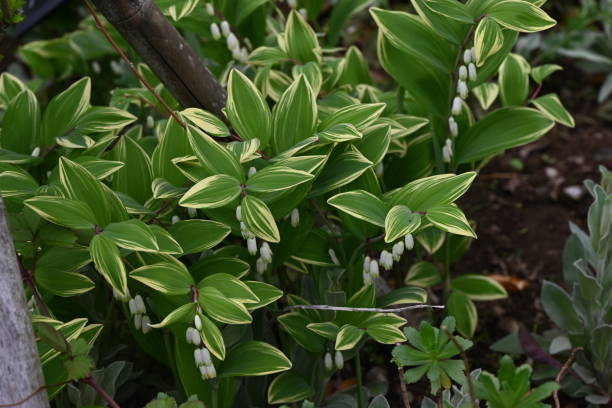 Polygonatum odoratum - Variegatum, 1 Pack - Image 2