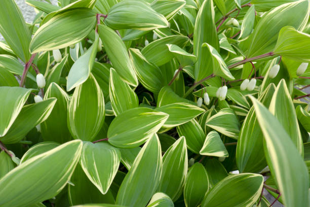 Polygonatum odoratum - Variegatum, 1 Pack - Image 3