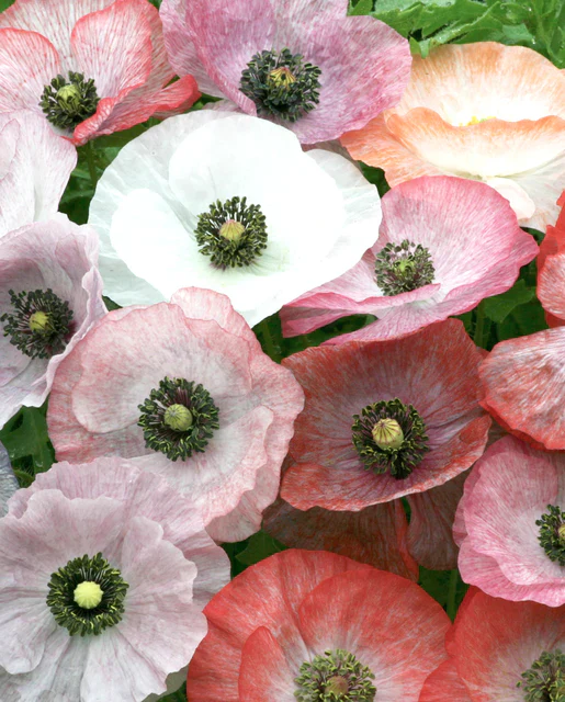 Poppies Mother of Pearl - West Coast Seeds - Image 2