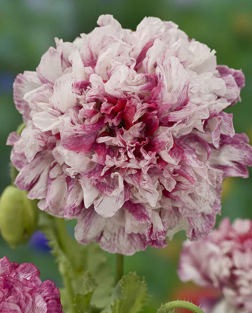 Flemish Antique Peony Poppy - West Coast Seeds - Image 2