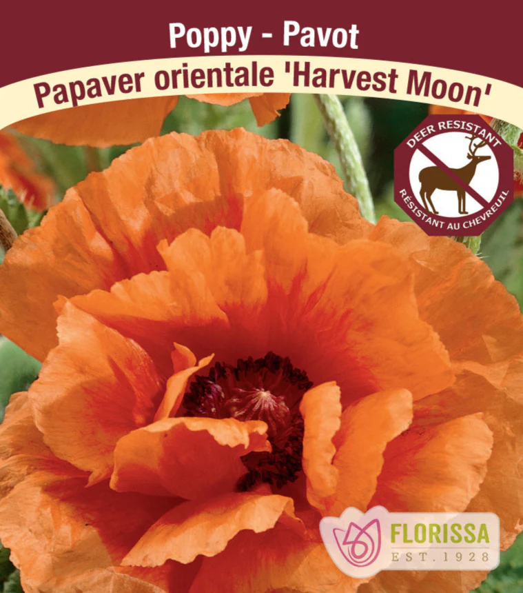Oriental Poppy - Harvest Moon, 1 Pack
