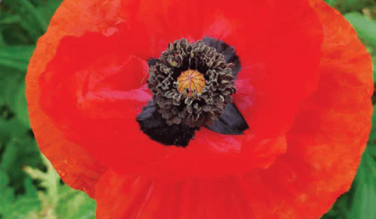 Poppy Oriental Scarlet - Ontario Seed Company
