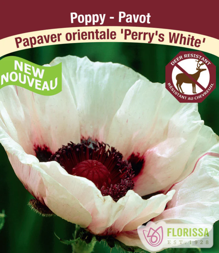 Oriental Poppy - Perry's White, 1 Pack
