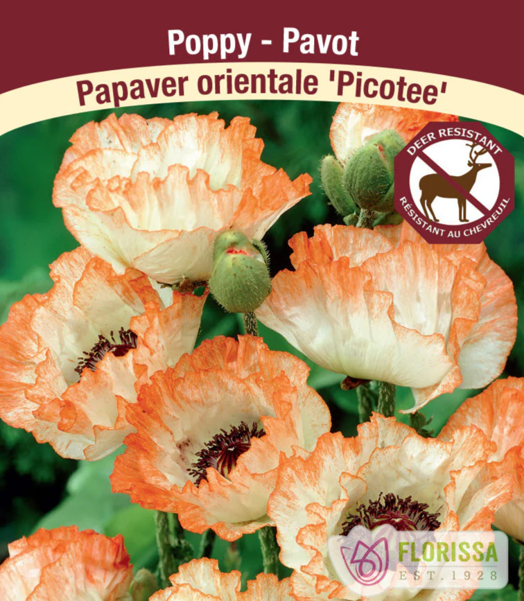 Oriental Poppy - Picotee, 1 Pack