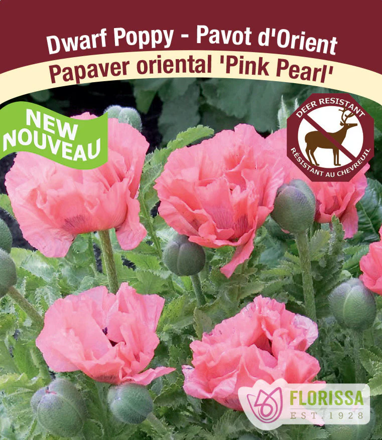 Dwarf Oriental Poppy - Pink Pearl, 1 Pack