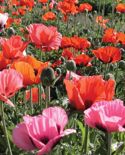 Poppy Pizzicato Mix - West Coast Seeds - Image 2