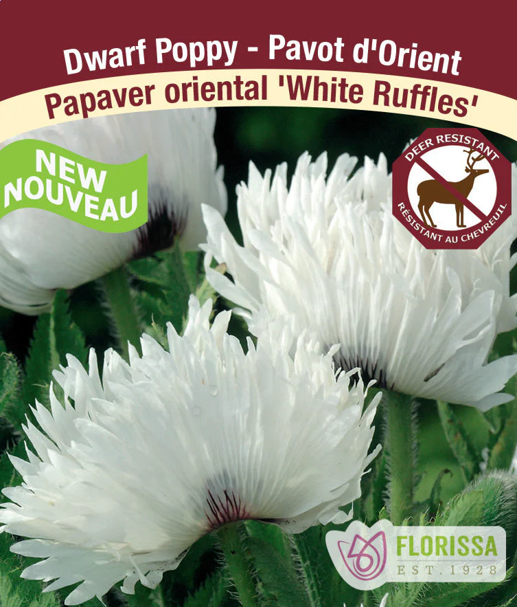 Dwarf Oriental Poppy - White Ruffles, 1 Pack