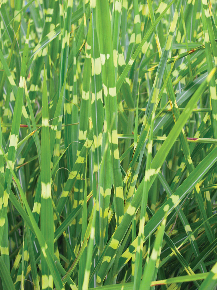 Porcupine Grass - Strictus, 1 Pack - Image 2