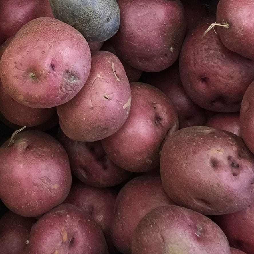 Potato - Caribe Purple, 2kg Mesh Bag - Image 2
