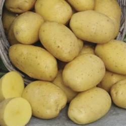 Potato - Satina, 2kg Mesh Bag - Image 2