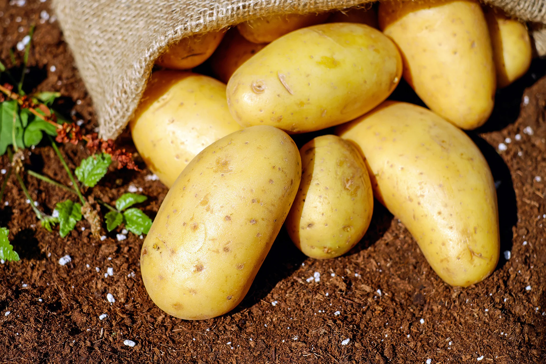 Potato - Satina, 2kg Mesh Bag - Image 3