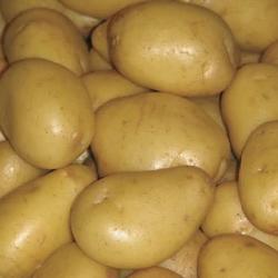 Potato - Yukon Gold, 2kg Mesh Bag - Image 2