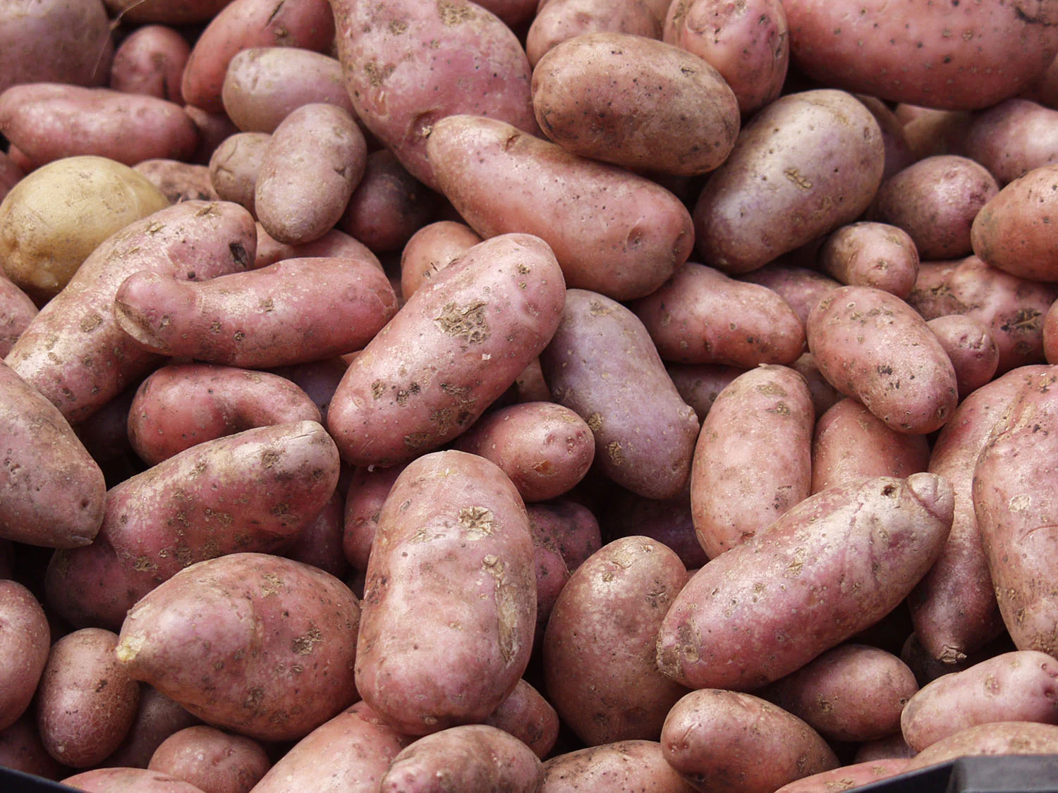Potatoes - Combo Sack 2, 1.5 kg - Image 3