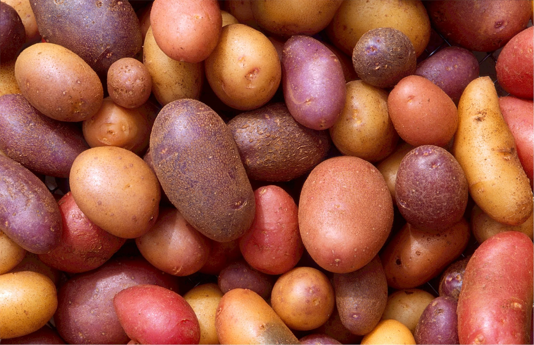 Potatoes - Combo Sack Fingerling, 1.5 kg - Image 2