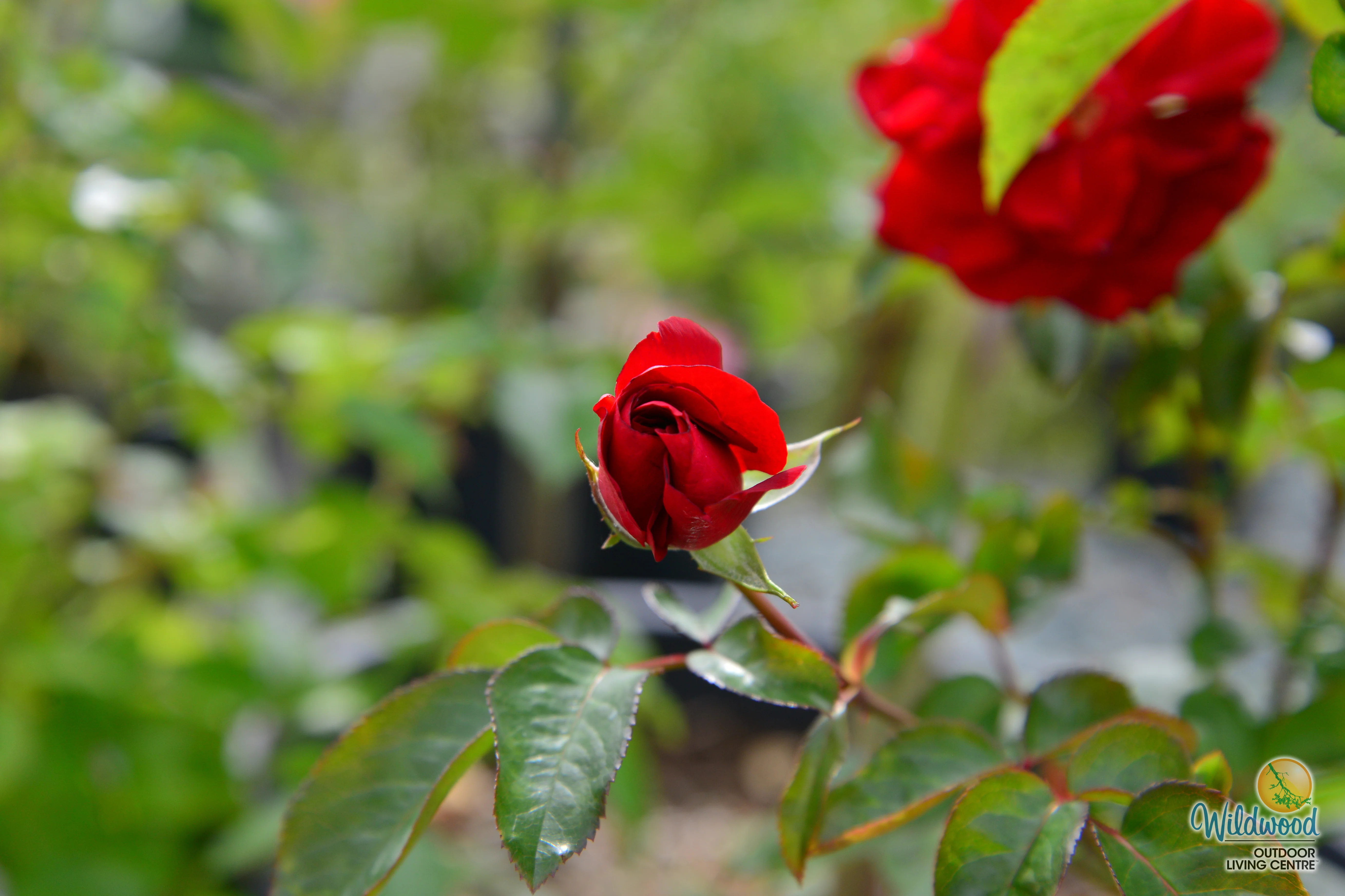 Preference™ - Star Roses and Plants - Image 2