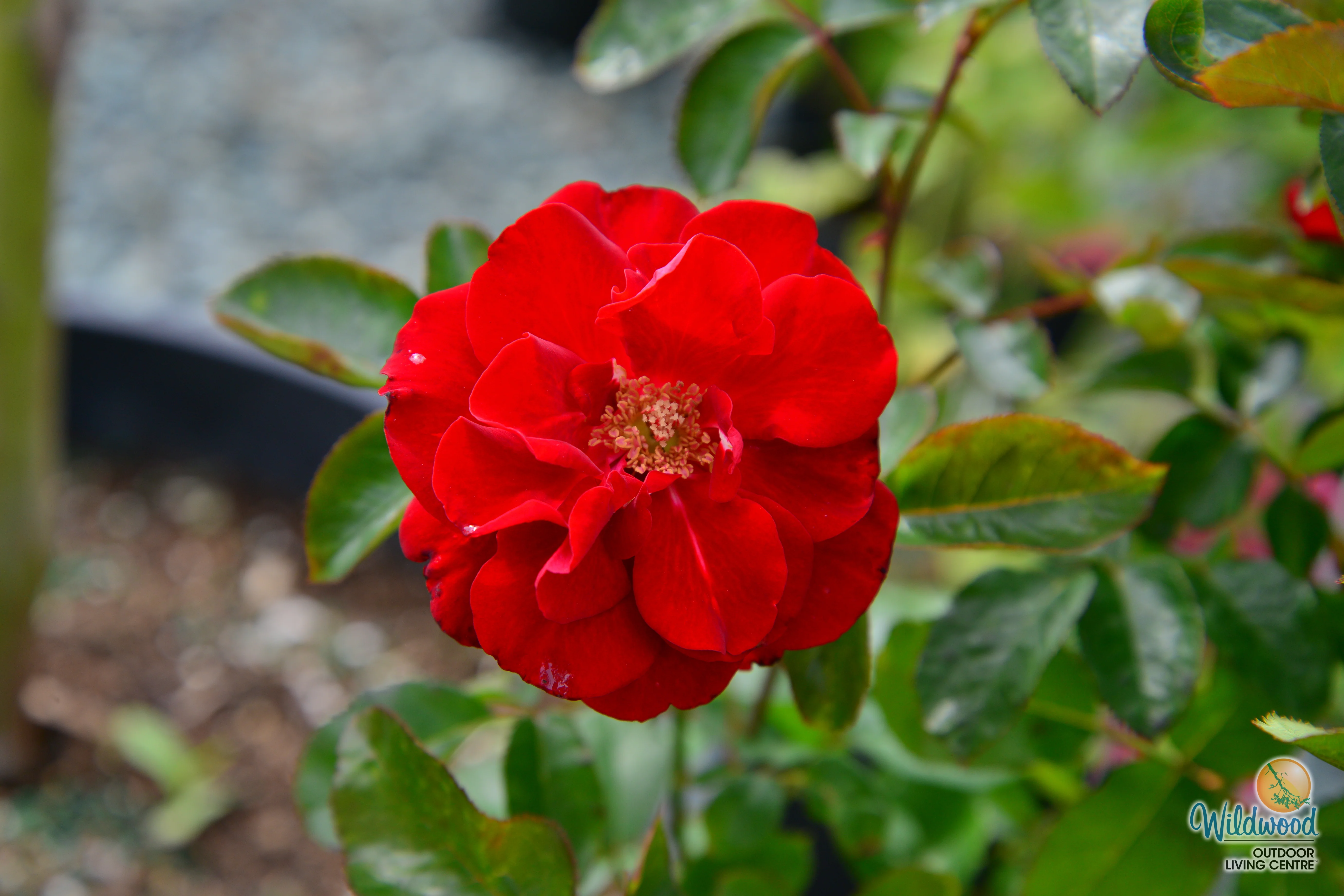 Preference™ - Star Roses and Plants - Image 3