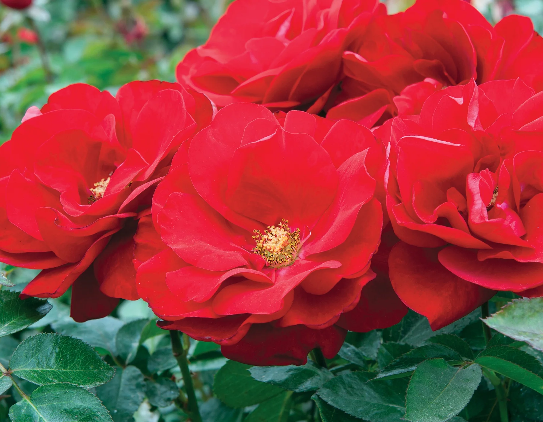 Preference™ - Star Roses and Plants - Image 4