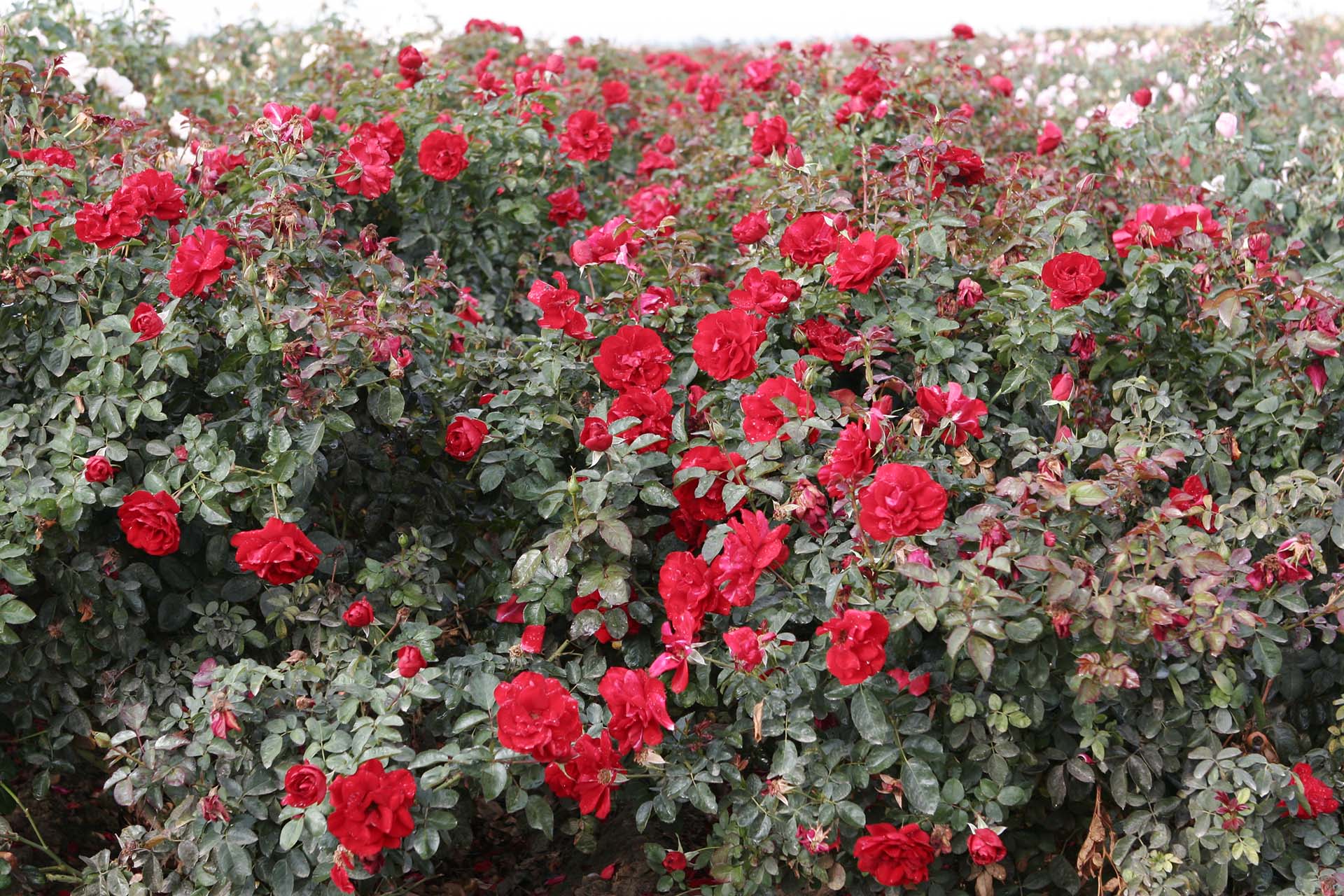 Preference™ - Star Roses and Plants - Image 5