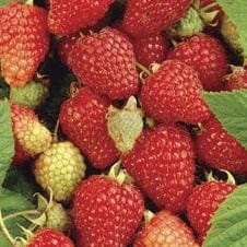 Raspberry - Prelude, Everbearing - Image 3