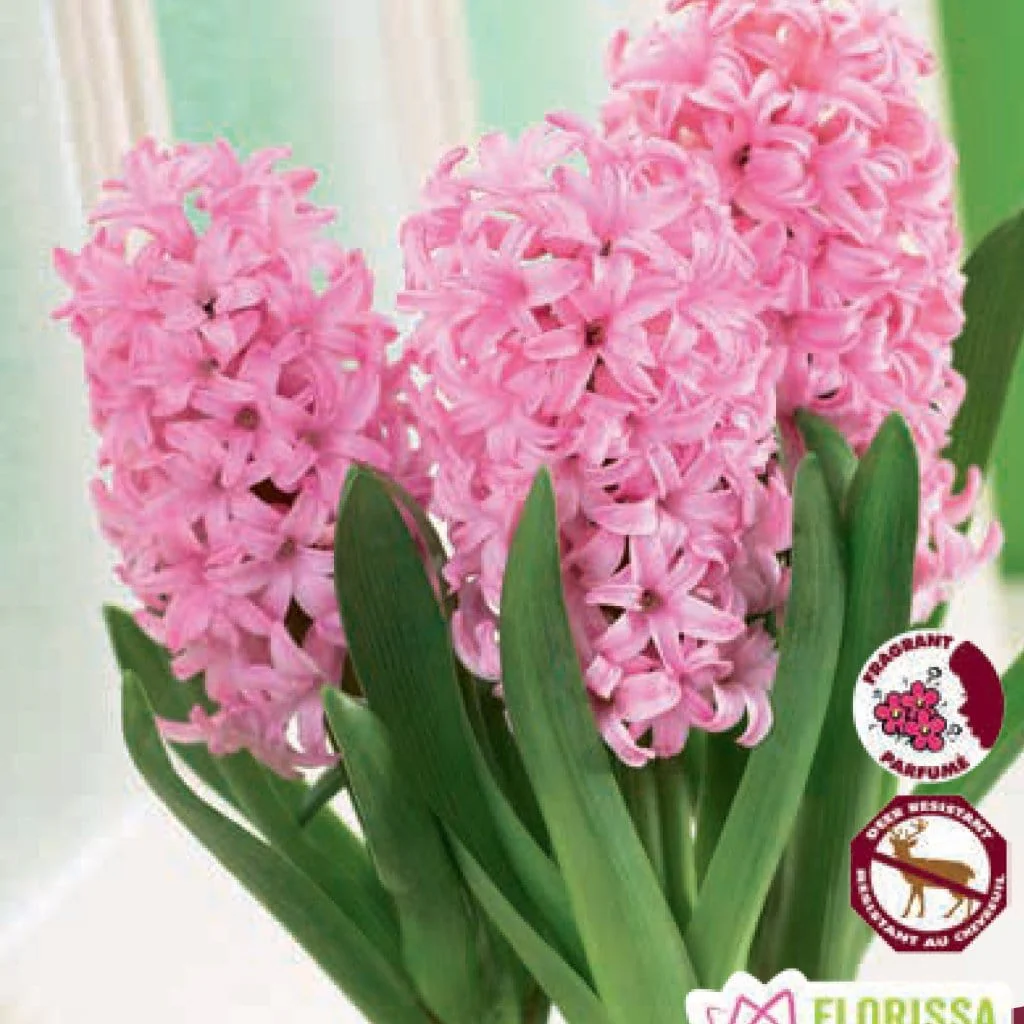 Prepared Hyacinth - Anne Marie, 3 Pack - Image 2
