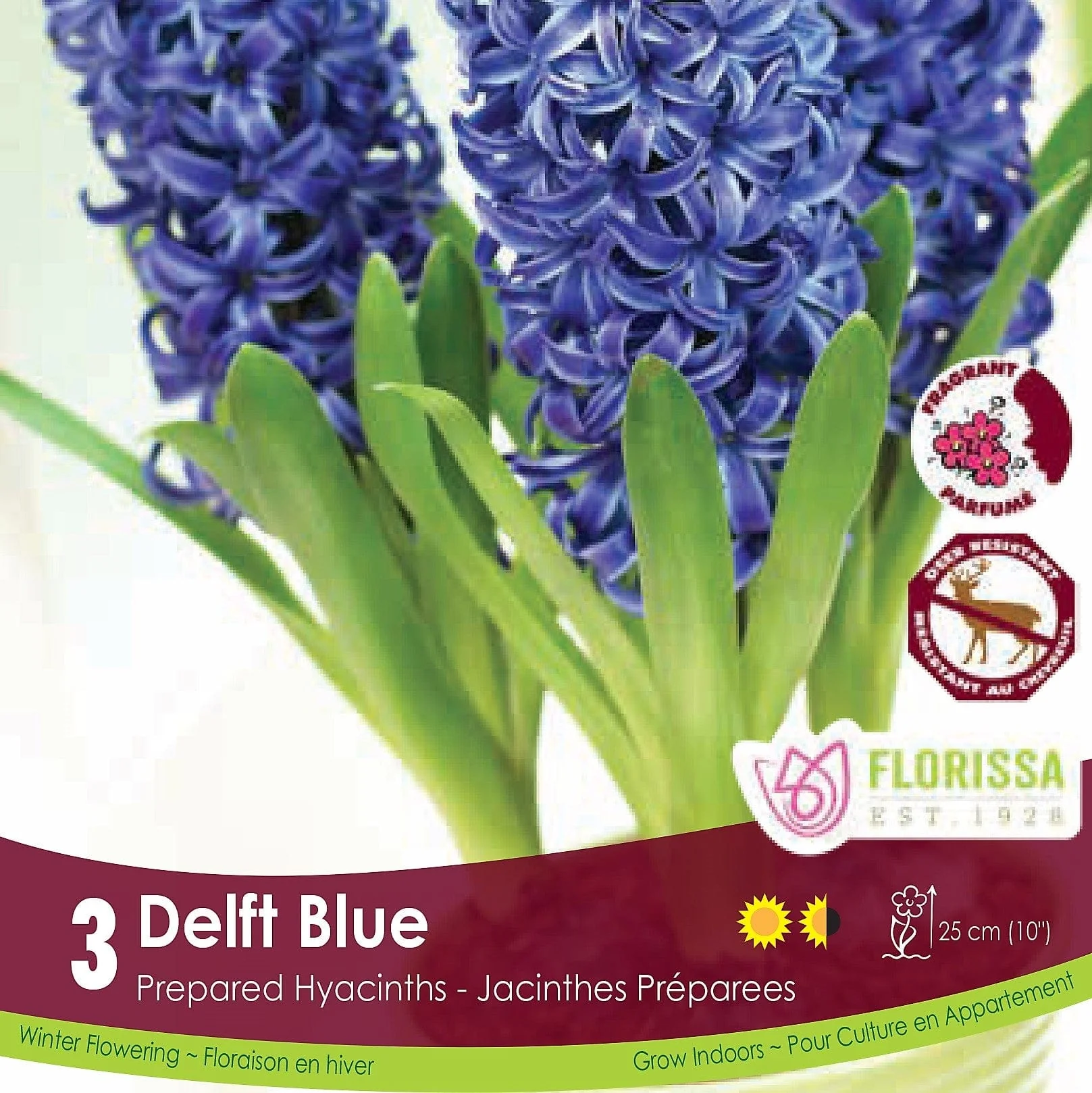Prepared Hyacinth - Delft Blue, 3 Pack