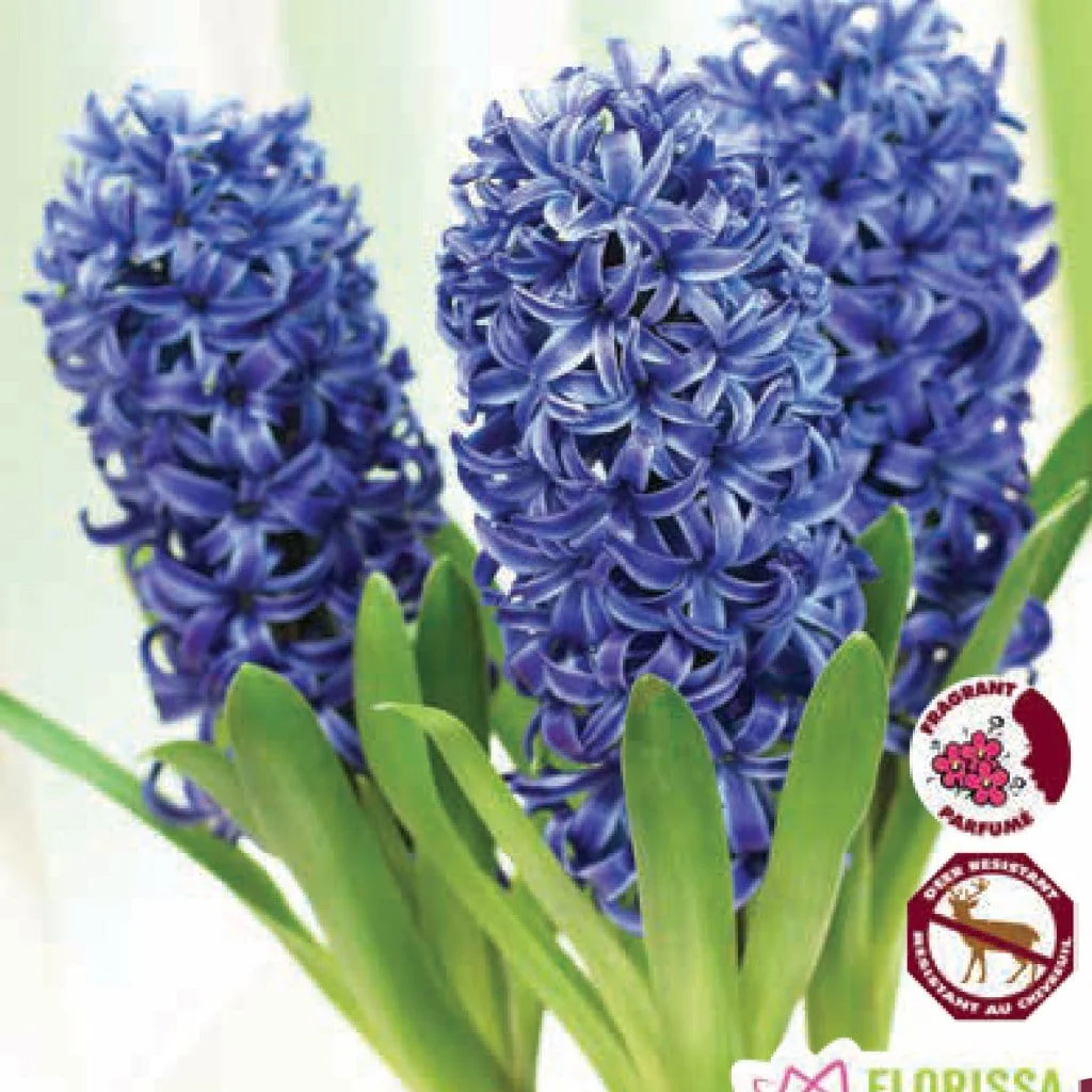 Prepared Hyacinth - Delft Blue, 3 Pack - Image 2