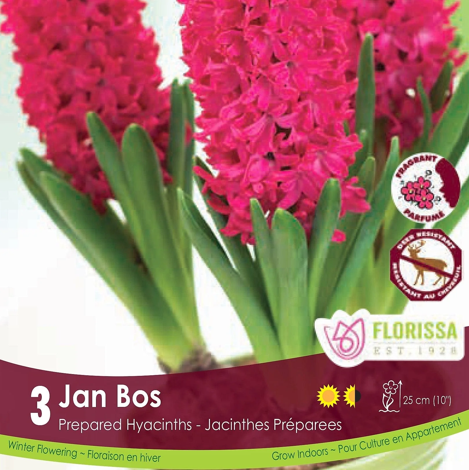 Prepared Hyacinth - Jan Bos, 3 Pack