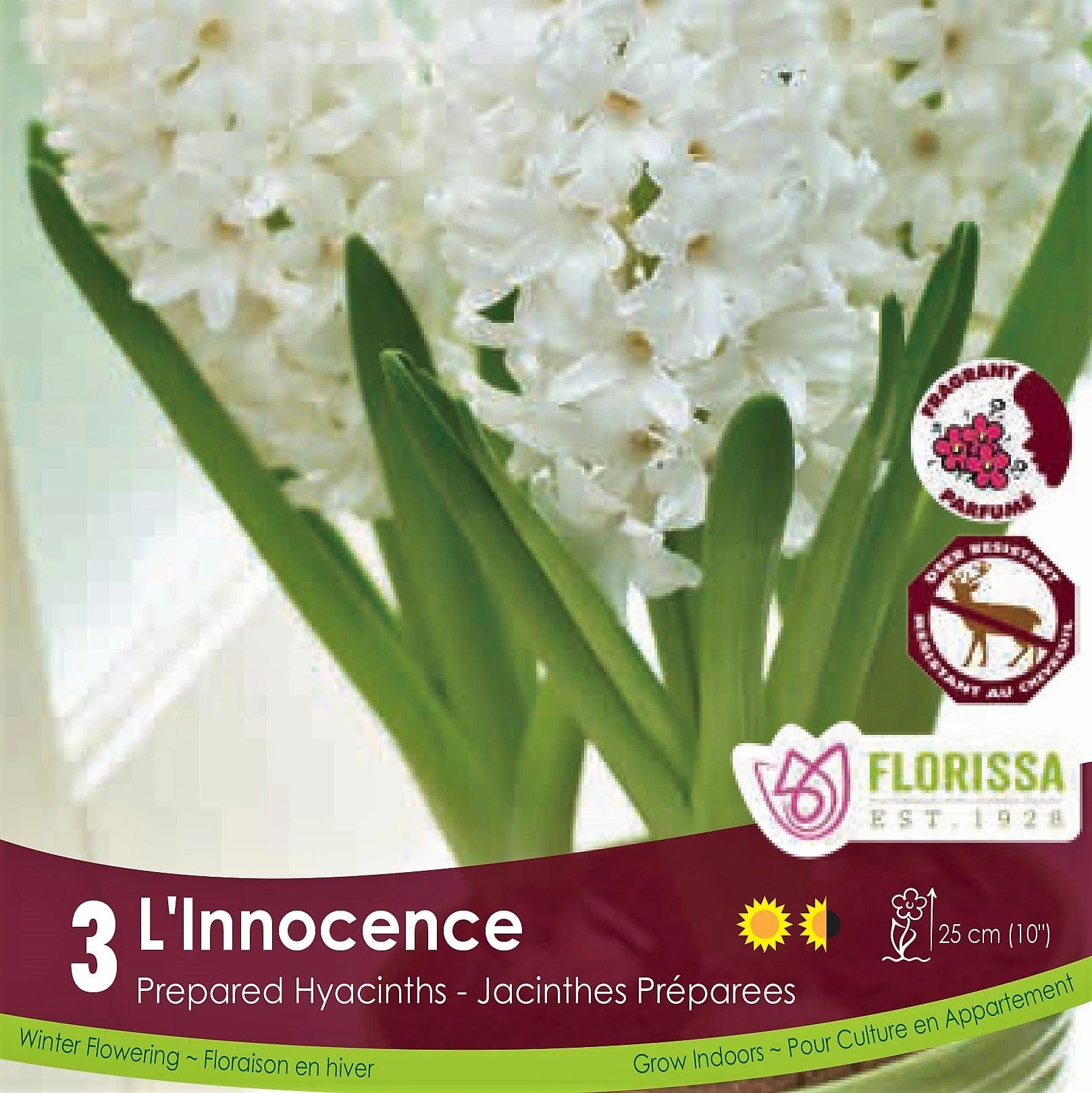 Prepared Hyacinth - L'Innocence, 3 Pack