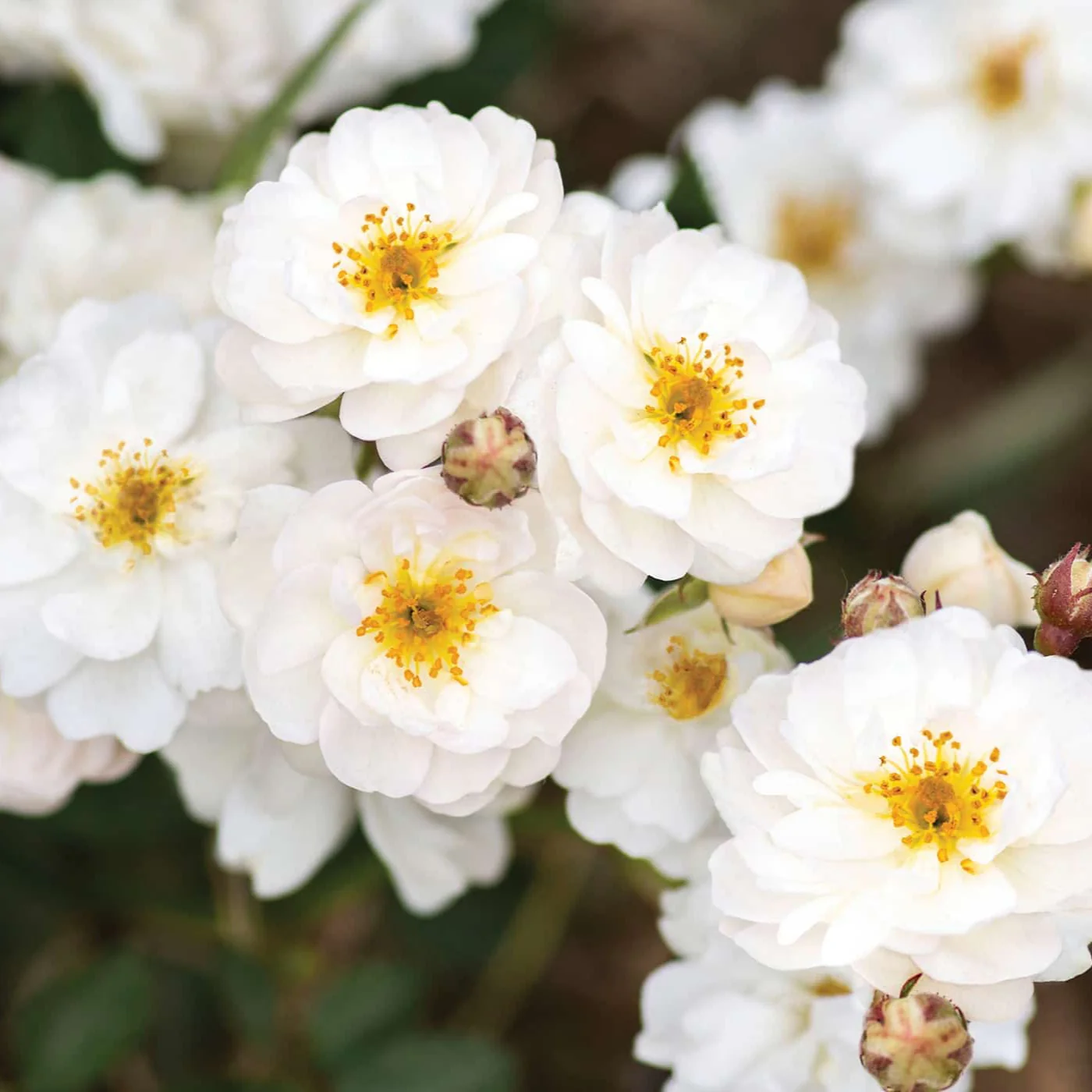 Pretty Polly White - Star Roses and Plants