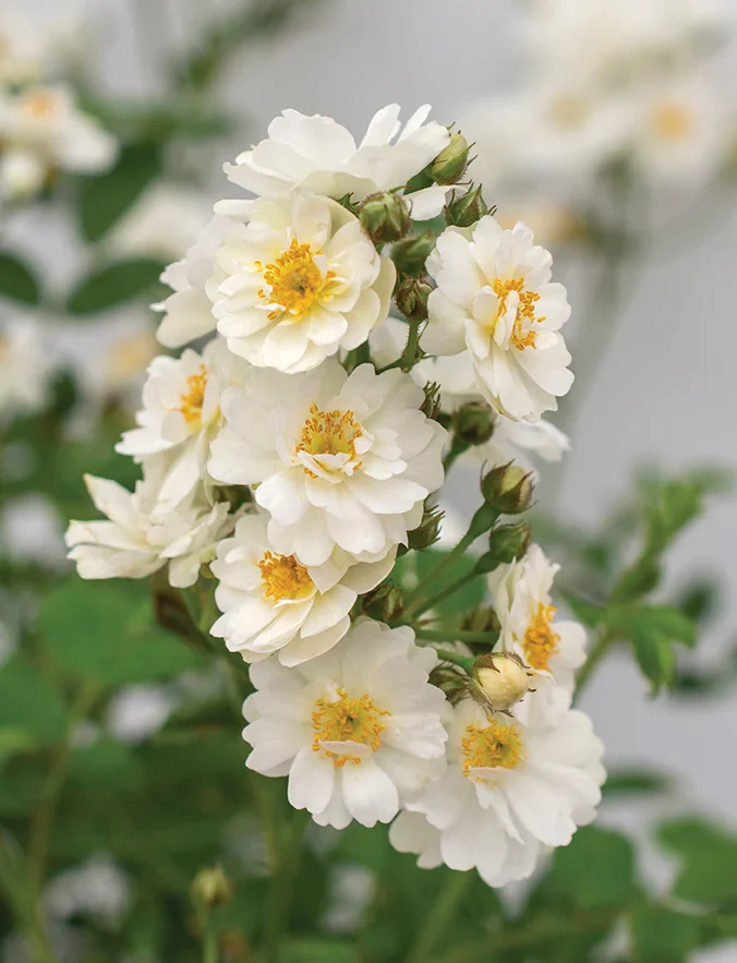 Pretty Polly White - Star Roses and Plants - Image 2