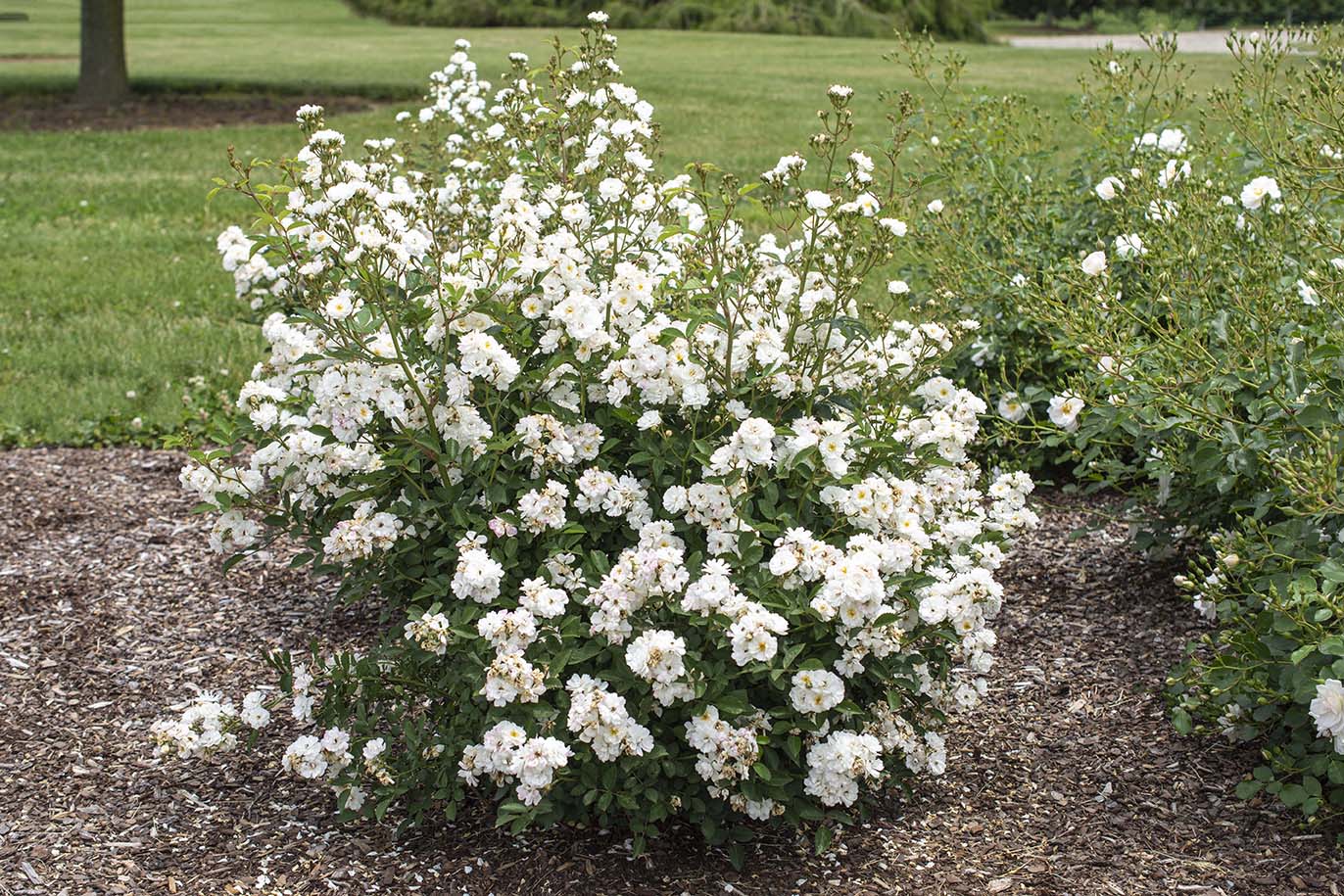 Pretty Polly White - Star Roses and Plants - Image 3