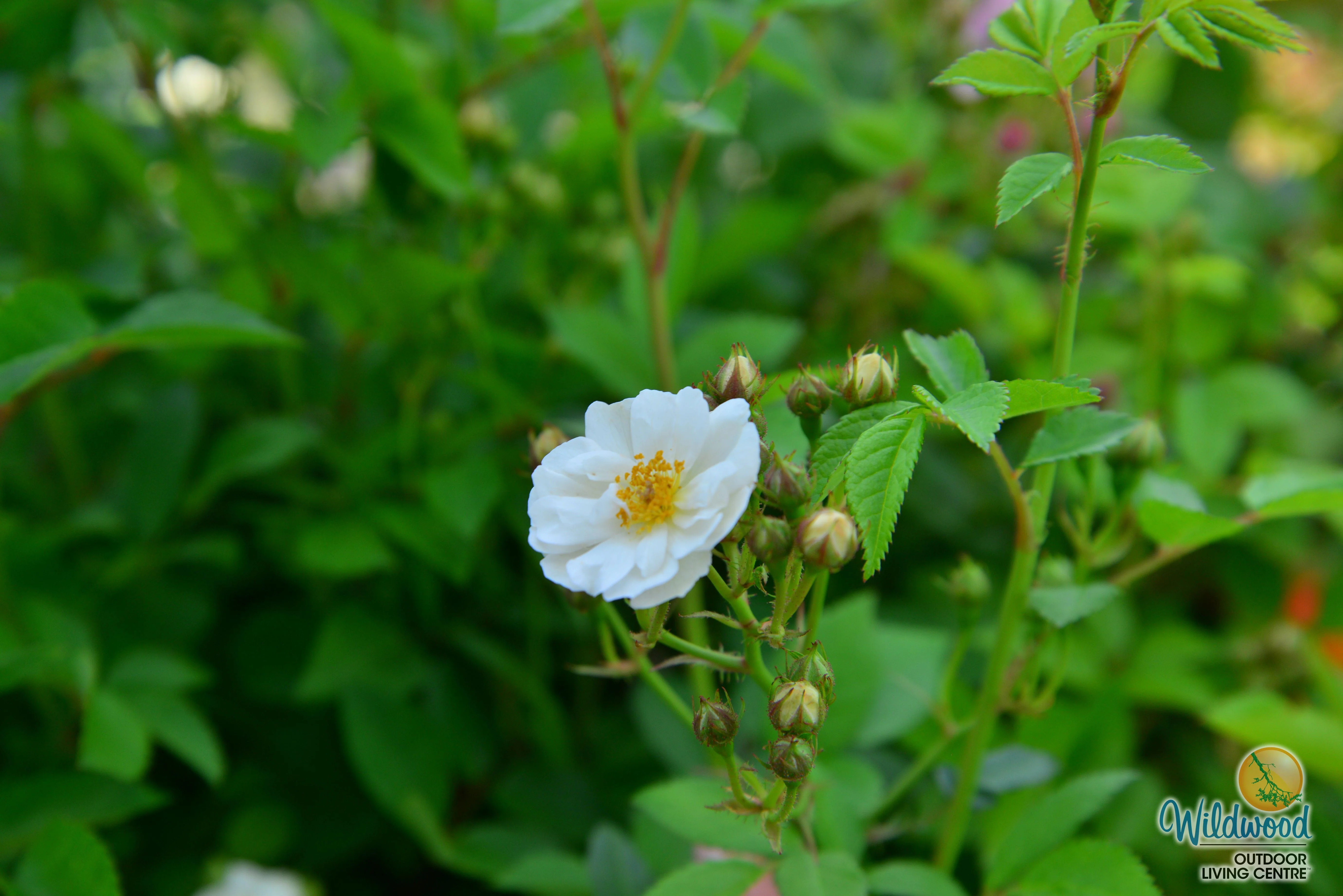 Pretty Polly White - Star Roses and Plants - Image 4