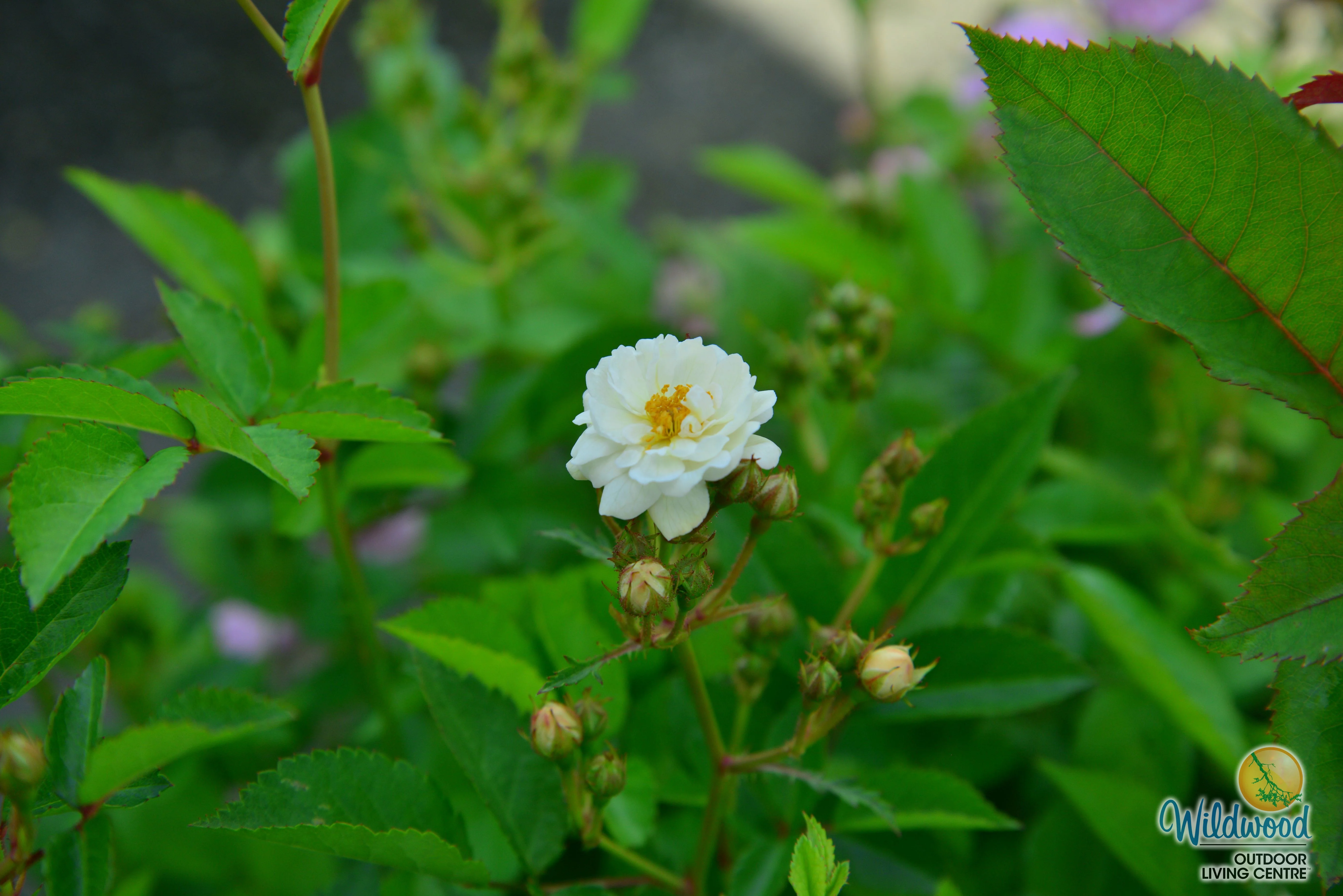 Pretty Polly White - Star Roses and Plants - Image 5