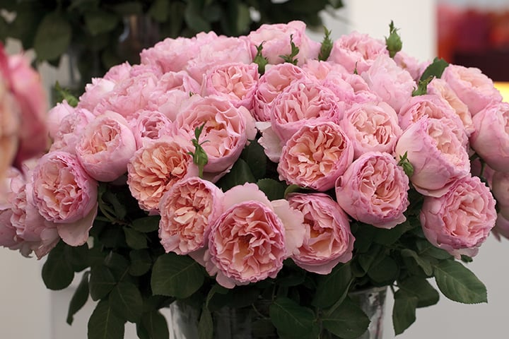 Princesse Charlene de Monaco® - Star Roses and Plants - Image 2