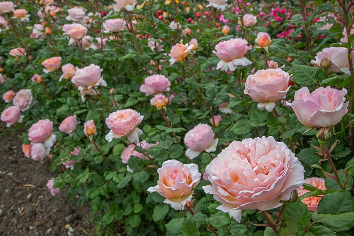 Princesse Charlene de Monaco® - Star Roses and Plants - Image 3