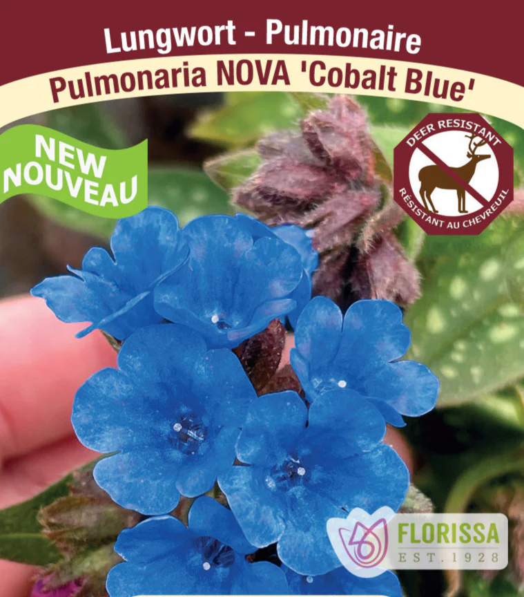 Lungwort - Cobalt Blue, 1 Pack