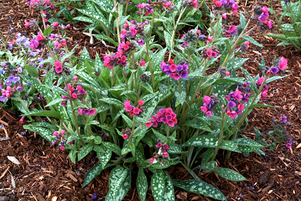 Lungwort - Raspberry Splash, 1 Pack - Image 2