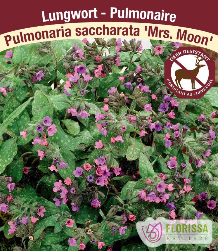 Lungwort - Mrs. Moon, 1 Pack