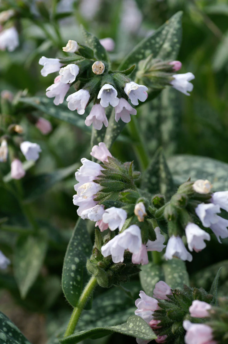Lungwort - Sissinghurst White, 1 Pack - Image 2