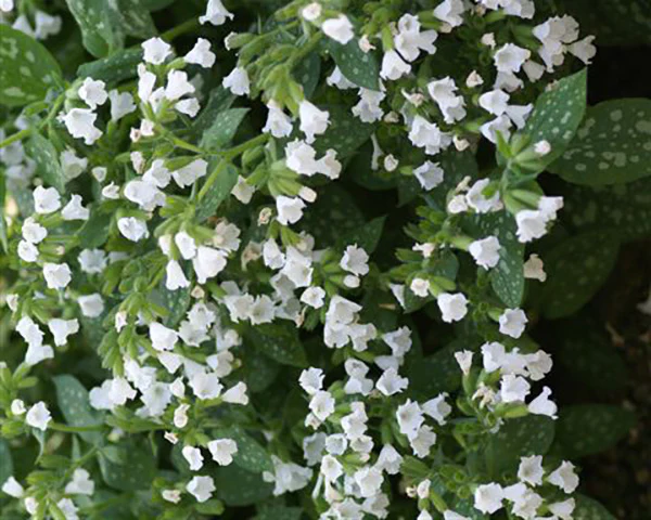 Lungwort - Sissinghurst White, 1 Pack - Image 3