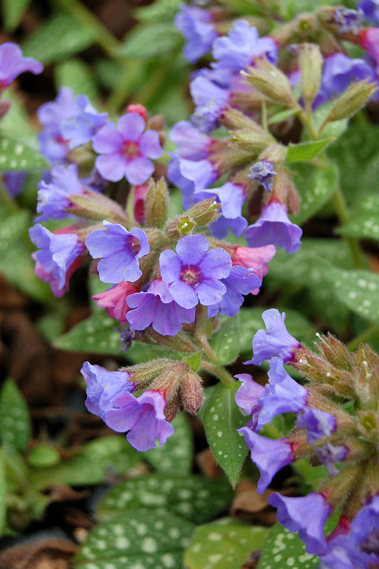 Lungwort - Trevi Fountain, 1 Pack - Image 2
