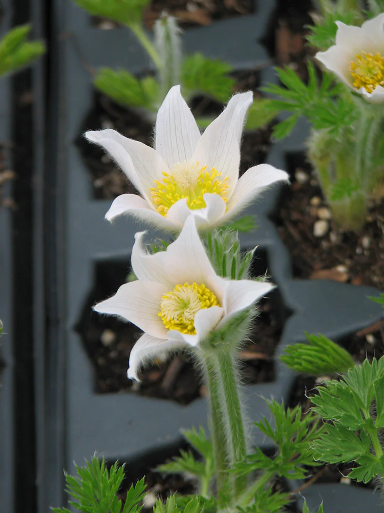Pulsatilla vulgaris - Alba, 1 Pack - Image 2