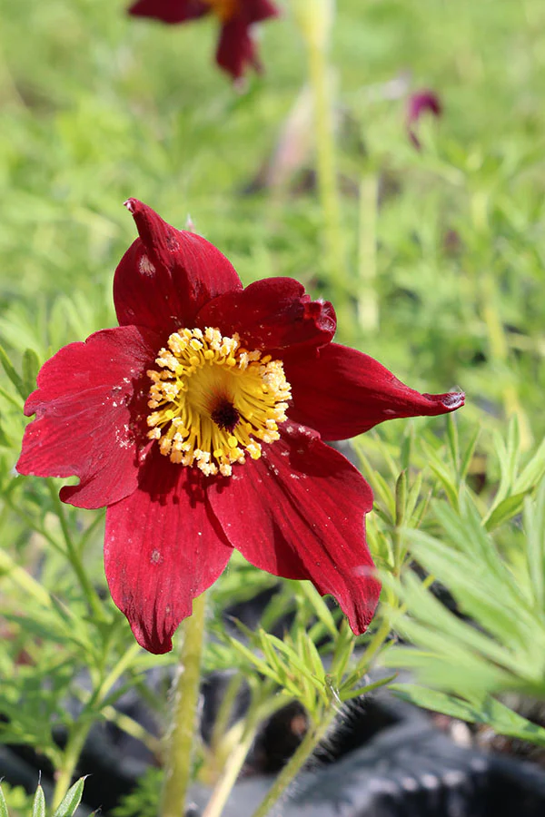 Pulsatilla vulgaris - Rubra, 1 Pack - Image 2